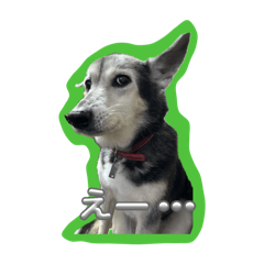 hachi_20250501200327