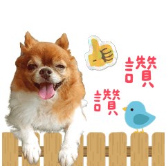「吉娃娃小可愛」