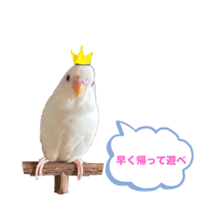 セキセイインコおもちの気持ち