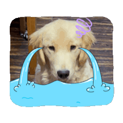 名犬きなこの日常