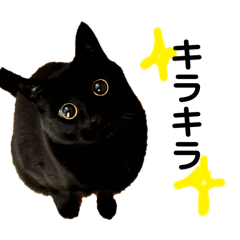 黒猫『うに』のまいにちスタンプ