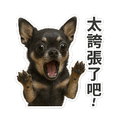 Choco Pup Sassy & Bold Chihuahua