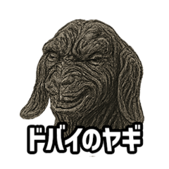 【ドバイのヤギ】ダマスカスヤギ
