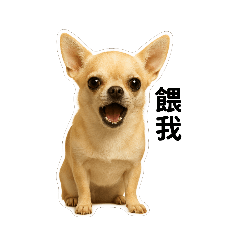 Creamy Sass  Daily Drama Chihuahua