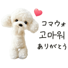 Korean chat with a fluffy toy poodle