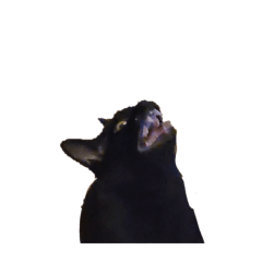 The boi
