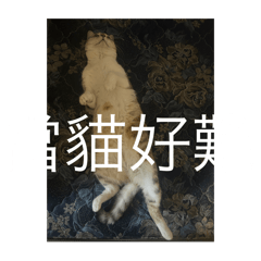 貓咪喵喵喵｜