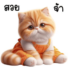 แมวเอี๊ยมส้มตาโปน น่ารัก ตัวตึง V2