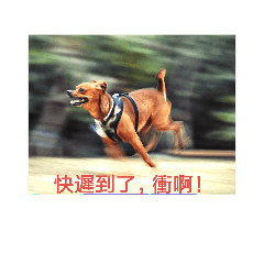 楊饅頭
