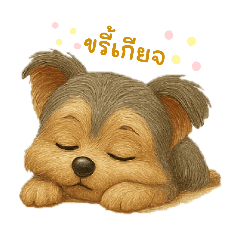 Yorkie Boy