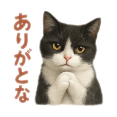 tanaka_20250501234929