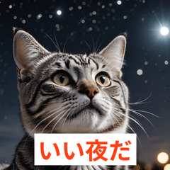調皮貓咪的一天
