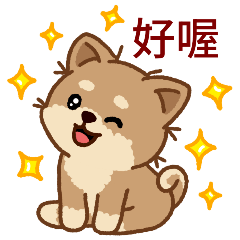 Cute Shiba Inu 'Malang' Taiwanese ver.