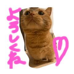 shihopi_20250502125954