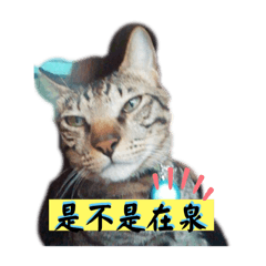 法蘭西斯的貓。聽你在泉