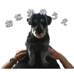 piyo_20250502144925