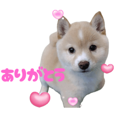 yuzuchandayo.