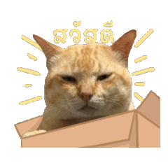 Orange nekooo