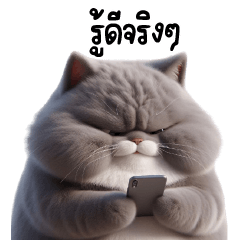 chubby Fluffy gray cat