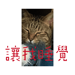 貓貓狗狗加油