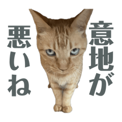 no_20250502180949