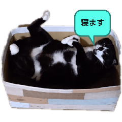 nyanco_20250502204718