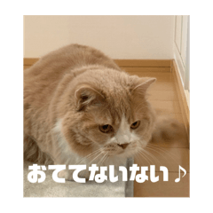 ibuiida