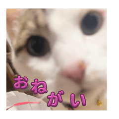 Misaki_20250502222725