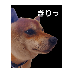 hachi_20250502161353