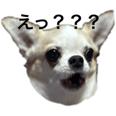 kinako_20250502211930