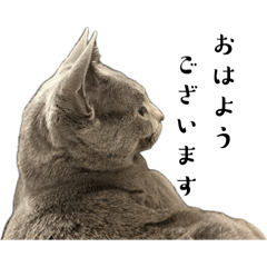 Everyday stamps for Russian Blue lovers