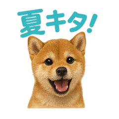 リアルすぎる豆柴！夏に使いたい柴犬編