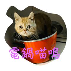 家有三貓之自己的罐罐自己賺