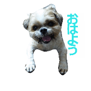 Greetings stamp of the Shih Tzu