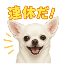 白いチワワの日常・癒しの連休編