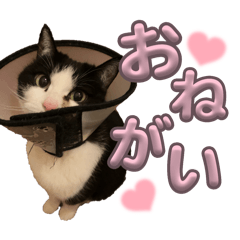 ami_20250503010726