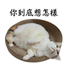 厭世貓貓Kitty