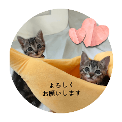 sasa_20250503103533