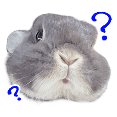 Tocotocoji