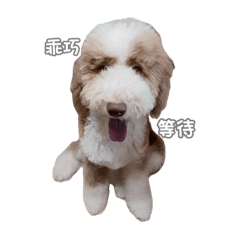 拿鐵先生
