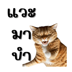 Bubblebee_20250503001547