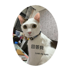 傲嬌白金的廢廢日常