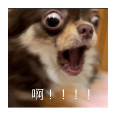 娃娃愛娜