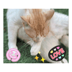 Jaoka_20250503124730