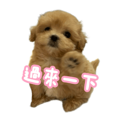 小小小Pink（高需求版）