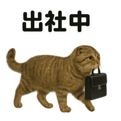 リアルすぎ！スコティッシュホールドお仕事