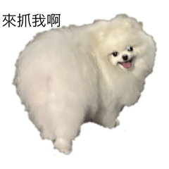 Qq q dog