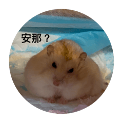 胖鼠特輯2