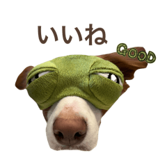 RINGO_20250503142348