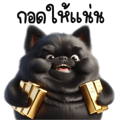 Black chubby Chihuahua